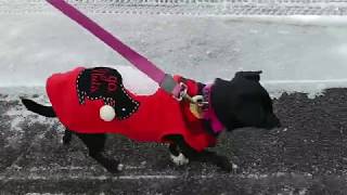 #001 - PUPPY PREP FOR WINTER WEATHER! Duryea Dog Park and TAPS Animal Shelter | Peoria Dogs