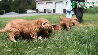 Lively Cavapoo Puppies