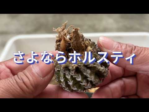 【サボテン】さよなら ホルスティ