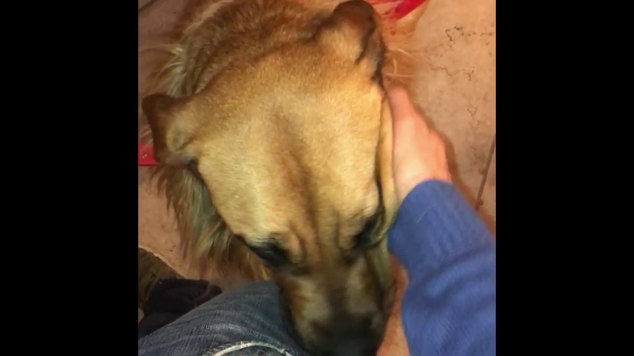 Saving A Mastiff Mix From The Notorious Carson Shelter