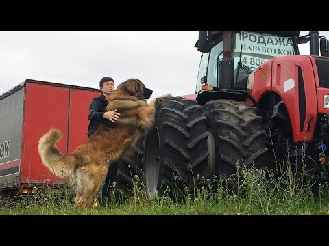 Леонбергер Михей 2,5 года 84кг. Leonberger Micah 2,5 years 84kg