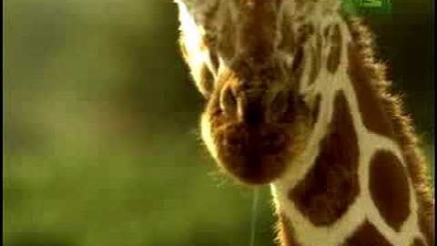 Fooled by Nature - Giraffe