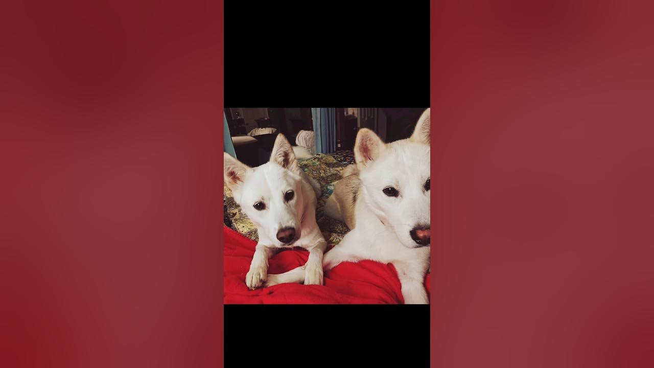 Taffy and Gumby the story of Pawtopia rescue pups. YouTube