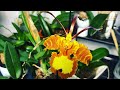 Король, да не мой! Цветение орхидей Март 2020. Ванда, ангулоа, неофинетия, психопсис, бульбофиллум .