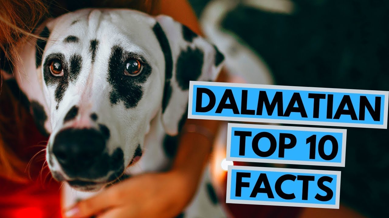 facts about dalmatians
