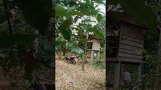 Sangkan Pandan Bebuah Paoh