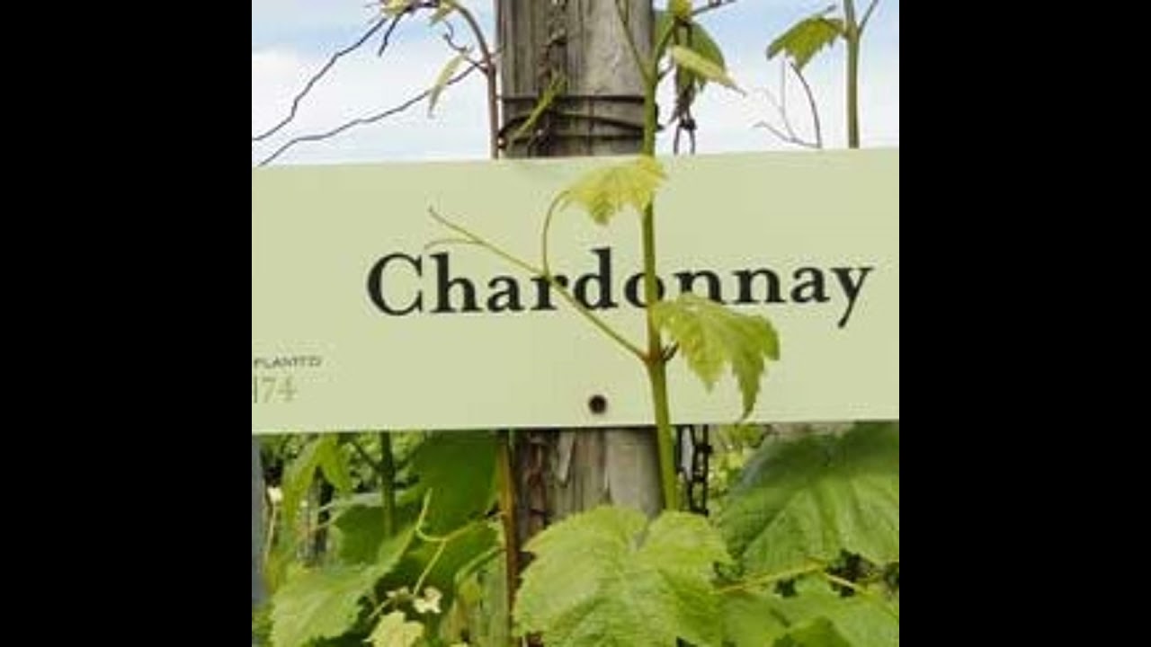 Episode 7-Chardonnay, Tasting Trends, How To Pick Cheap Wine