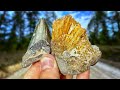 Shark Tooth and Crystal Hunting on Dirt Roads in Florida - Finding Calcite & Megalodon Fossils