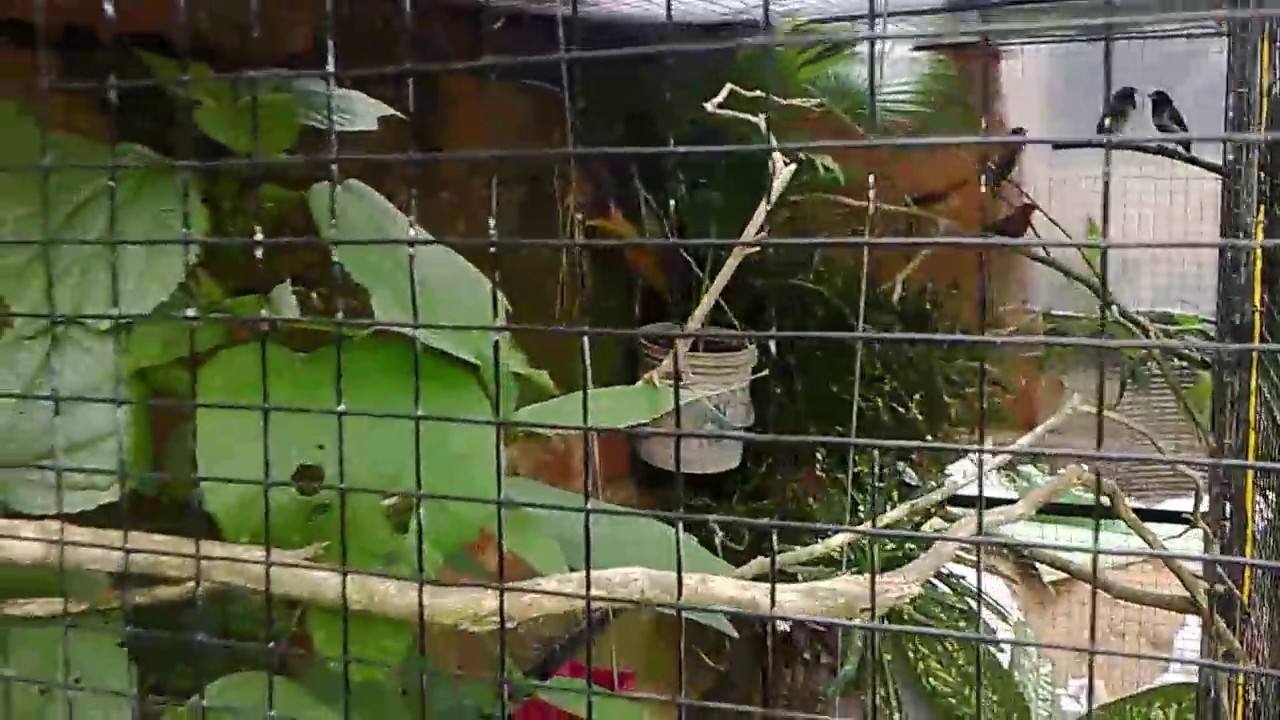 Strawberry finch ( Lal munia ,red avadavat ) breeding cage 