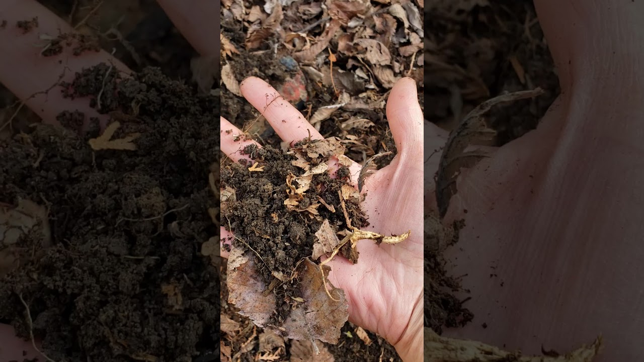 Garden and compost update May 18 2020 - YouTube