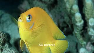 The Lemonpeel Angelfish(Centropyge flavissima)