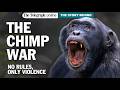 How a Peaceful Chimpanzee Group Turned Into Rival Killers