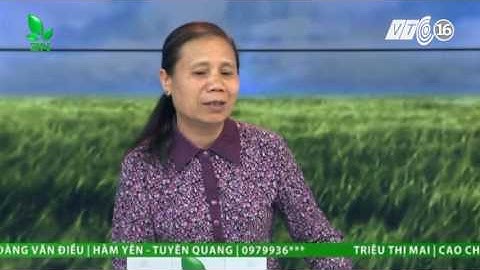 Khắc phục bệnh vàng lá thối rễ ở cây tiêu