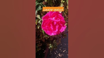 #قرآن #اكسبلور #سورة_يوسف #جنة#اذكار_الصباح #إذاعة_القرآن_الكريم #اذكار