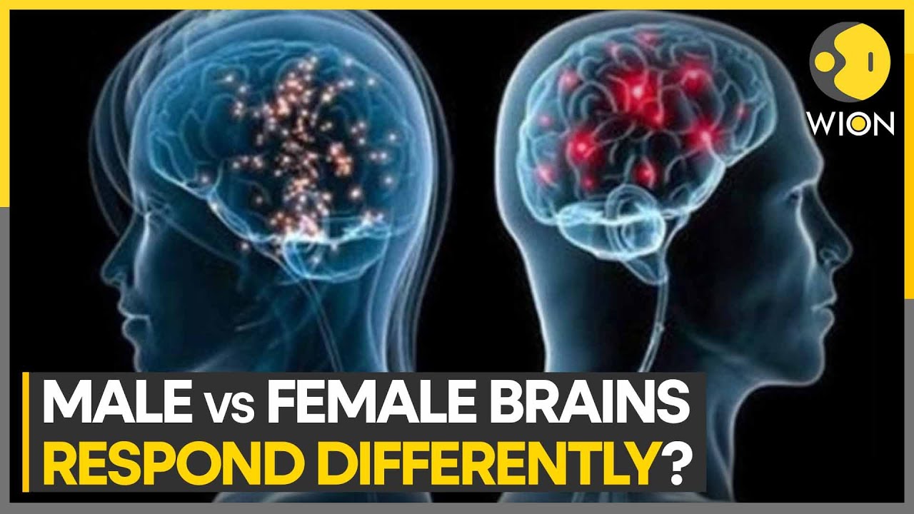 Research reveals how brain cells of males and females respond to stress | Latest News | WION