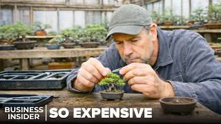 Why Bonsai Are So Expensive | So Expensive