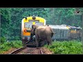 35 Terrifying Moments Of Animals Colliding With Trains Hog Farm 35 Terrifying Moments Of Animals Colliding With Trains Hog Farm