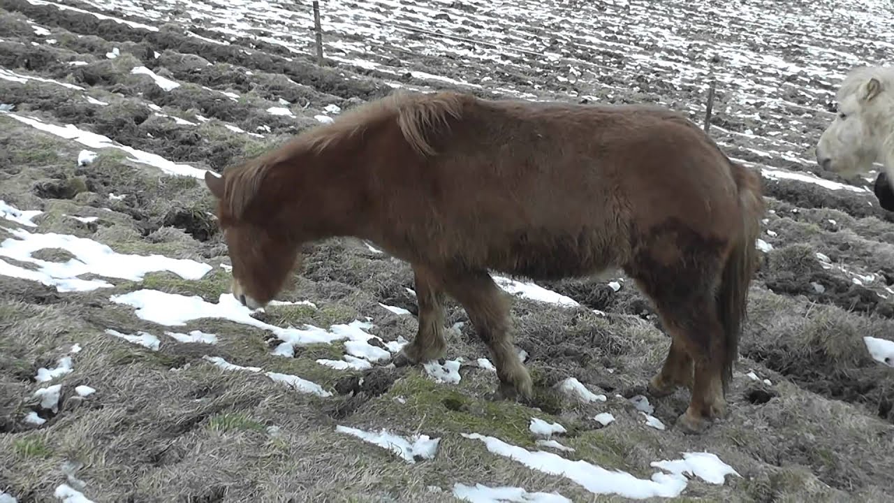 Hengstherde Brunnadern