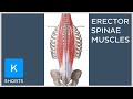 Paired erector spinae muscles mnemonic - Kenhub #shorts