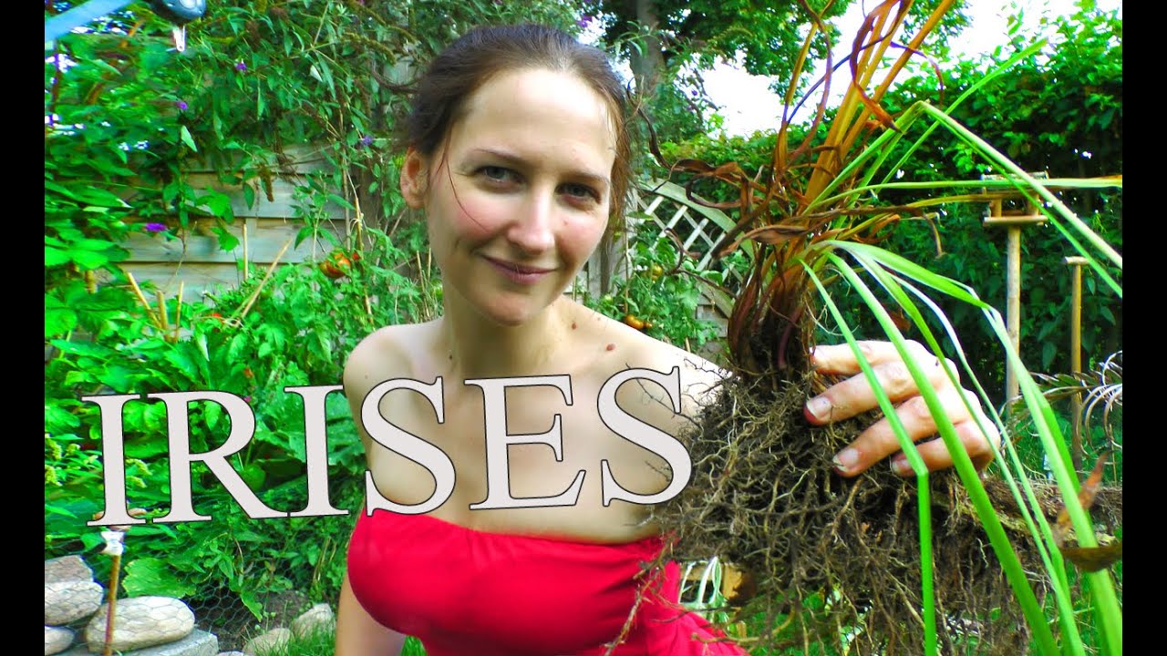 Iris: How to devide your Irises - Grow a Beautiful Garden with Scarlett