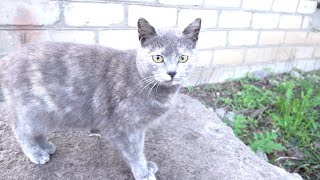 Gray cat tired today by Robin Seplut 2,058 views 2 days ago 6 minutes, 2 seconds