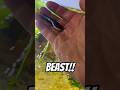 Beast Will Be A BEAST!!