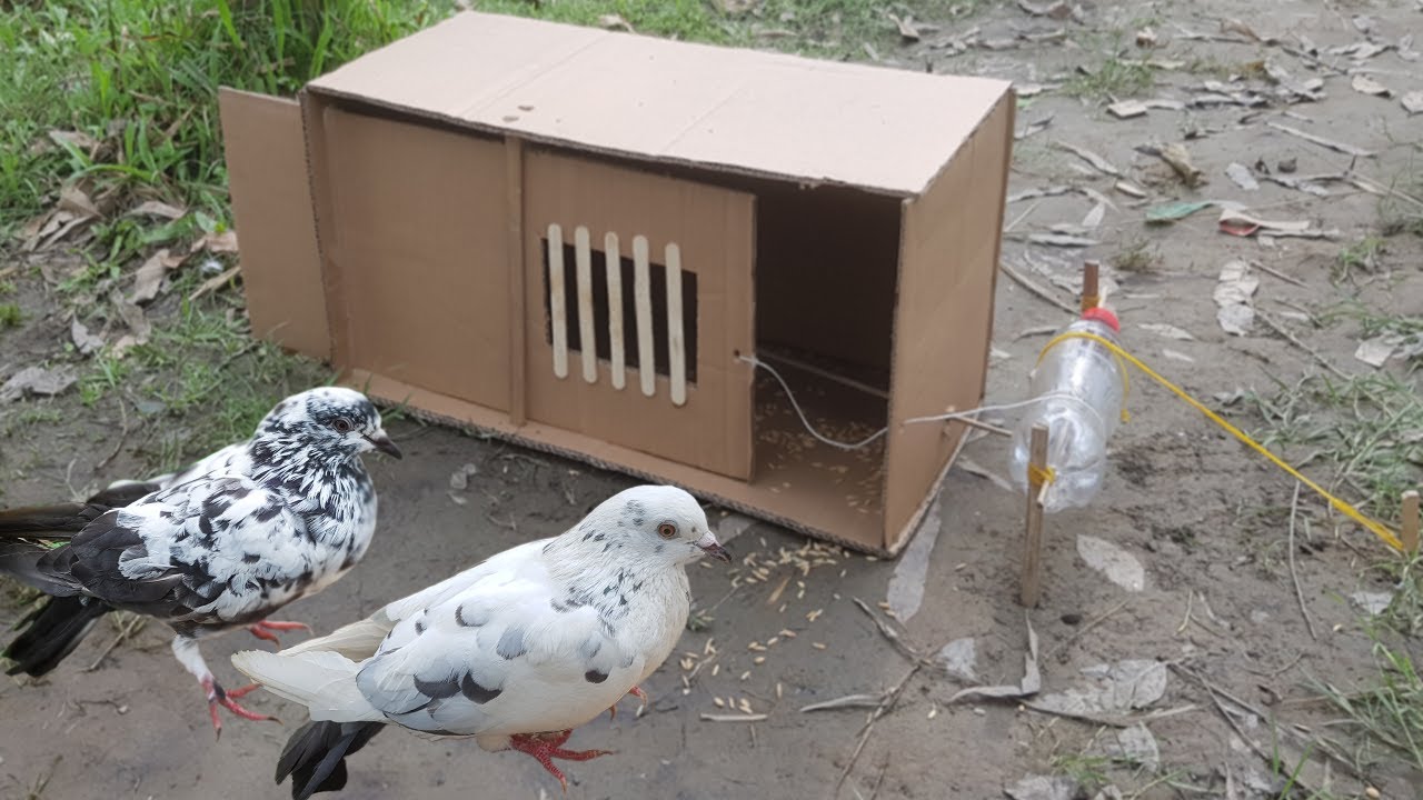 DIY Pigeon Bird Trap | Bird Trap with Door Closed Using Card Board Box and Ice Stick..