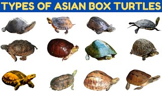 Types Of  Asian Box Turtles | Turtle | Turtles For Kids #boxturtle #education