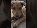 प्यार मे धोखो 🤣🐕 #ytshorts #petshub #dogshorts #reels #shorts #funny #funnydogs #youtube