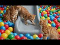 Meow mama and meow adorable kitten