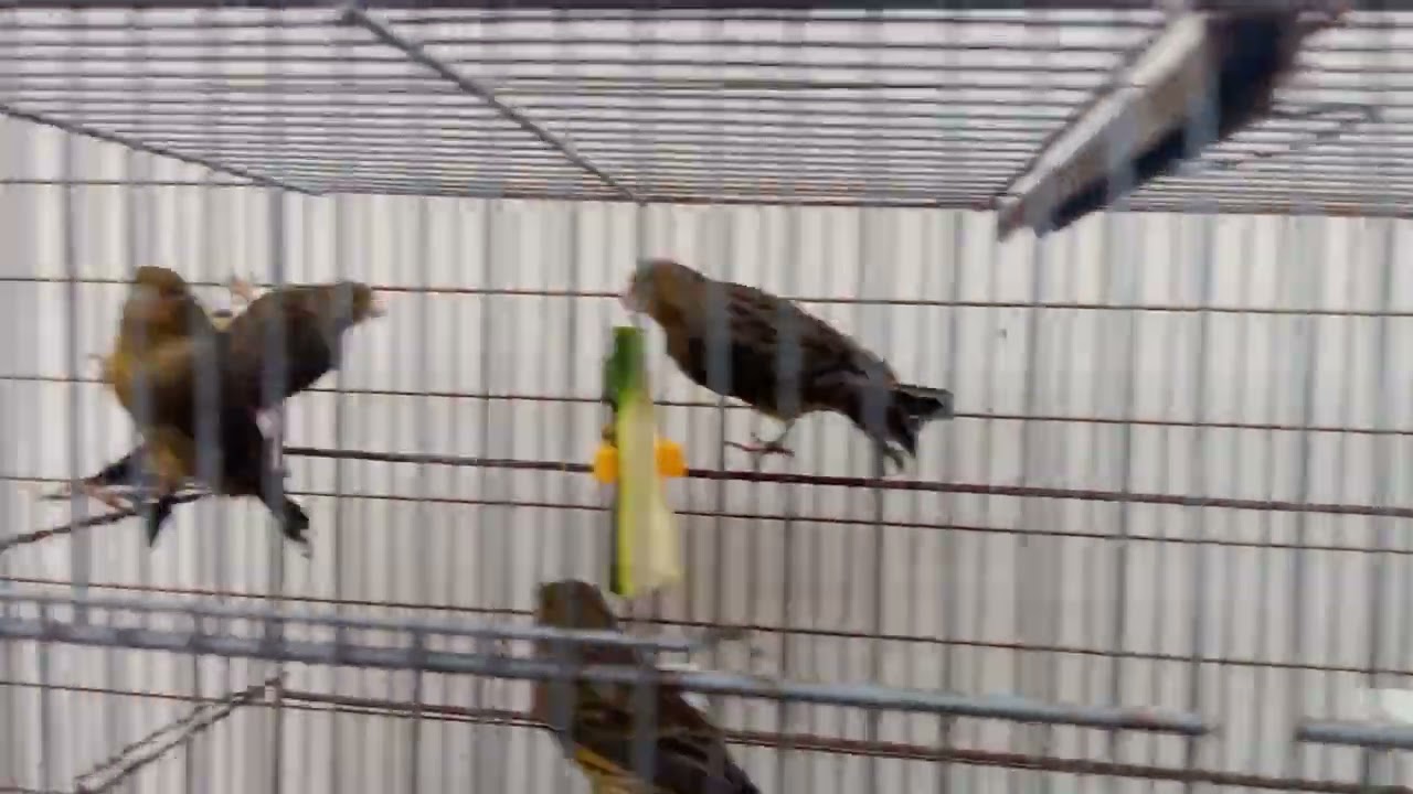 CESIÓN de HEMBRAS 644423512 TARRAGONA 