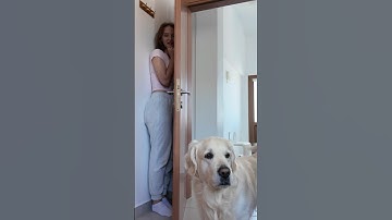 Playing hide and seek with my dog 🐶 😂