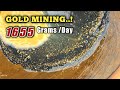 TAMBANG EMAS || 1 HARI DAPAT 1.6 KG || GOLD MINING