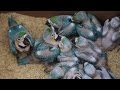 Decomisan 14 pichones de guacamayas a un traficante de animales en el municipio de Santo Domingo