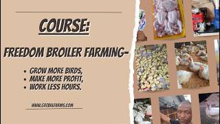 Giving You My Paid 6-Hour Broiler Farming Course for Free: [Freedom Broiler Farming]