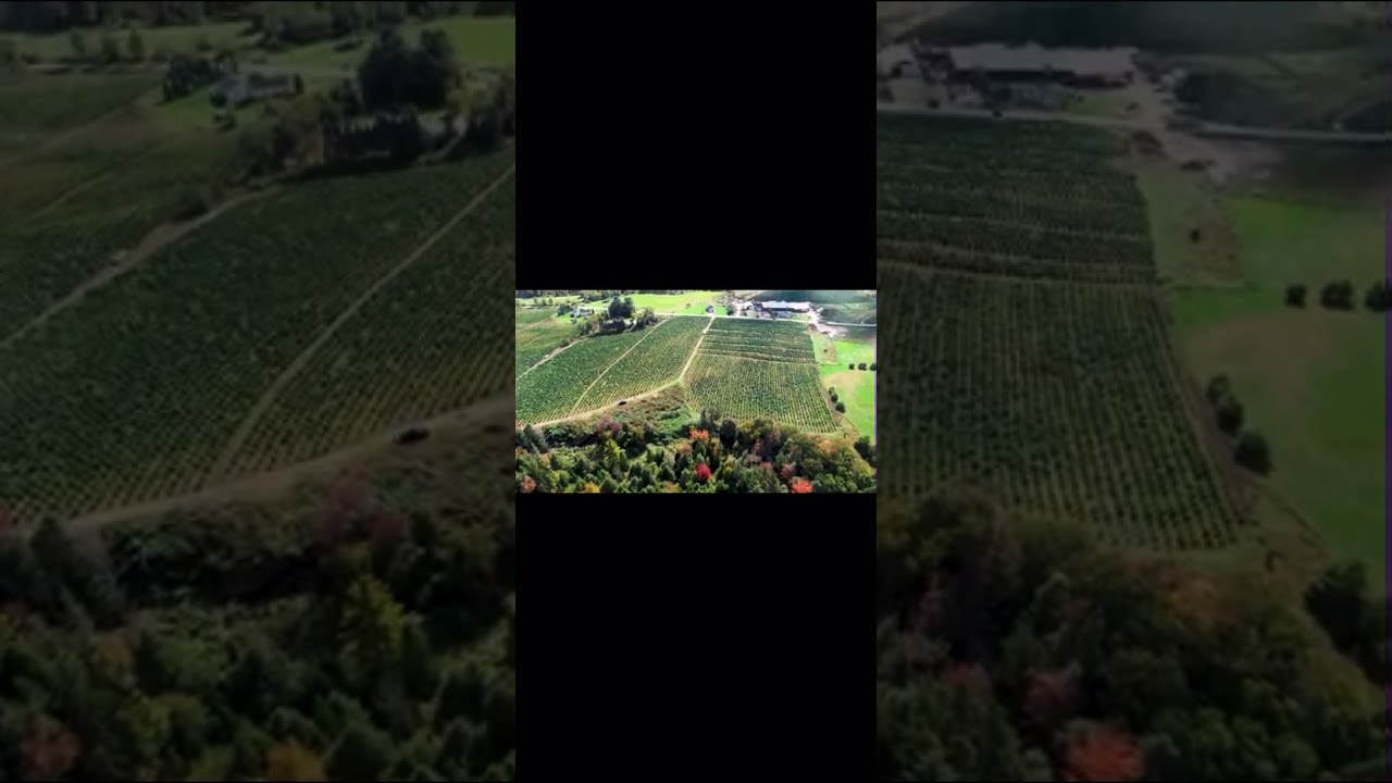 Combine Harvesting Hemp