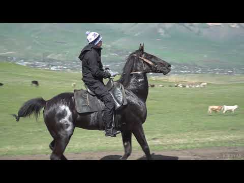 Video: Байге CENTRSVET ' сыйланды