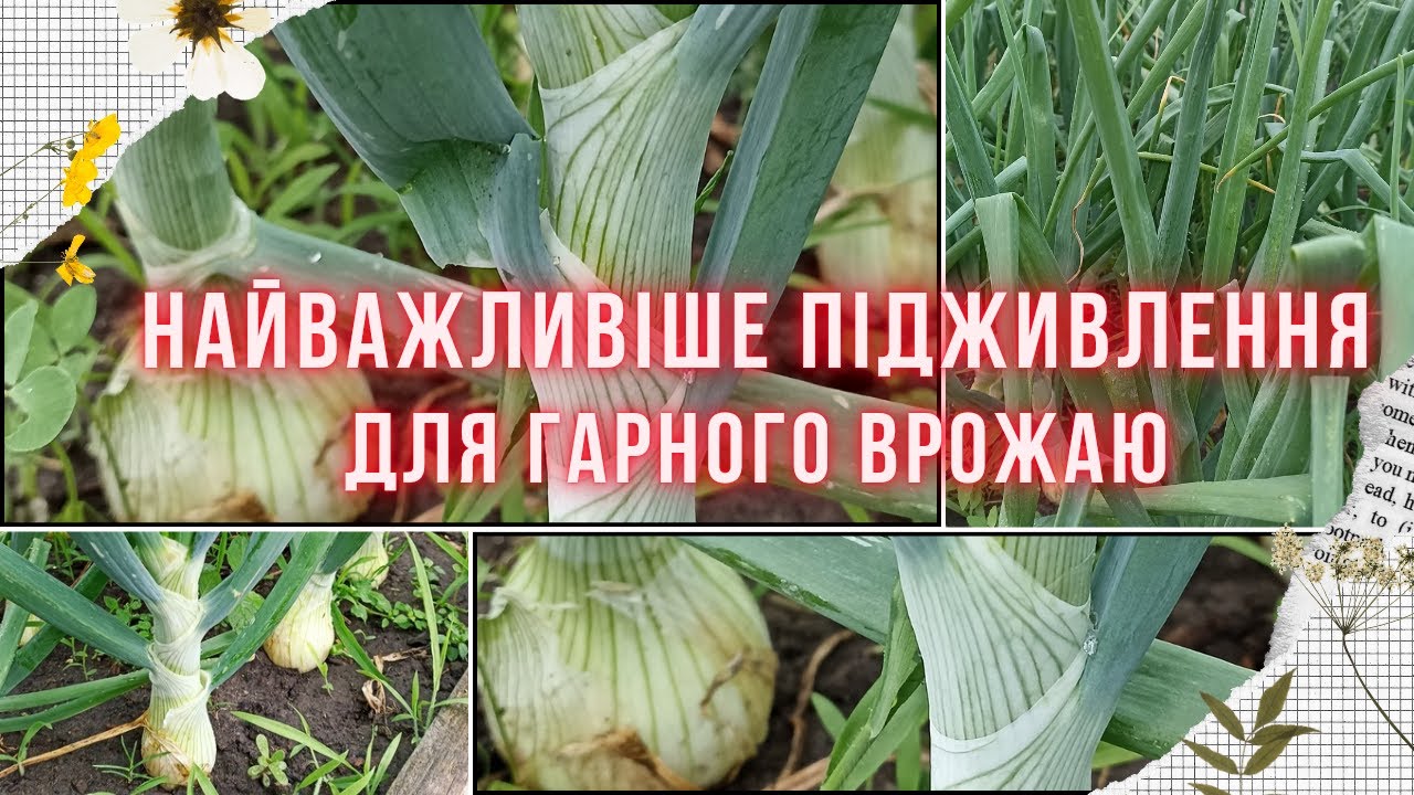 ЦИБУЛЯ, останнє підживлення. Чим підживити цибулю та часник, щоб мати гарний результат