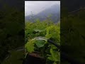 واہ صحابہ واہ #viral #nature