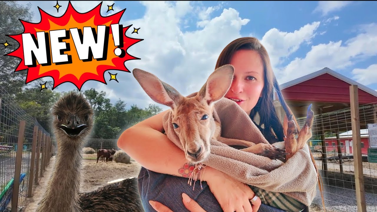 New Petting Farm In the Smokies! Emu, Kangaroos, Rides, and More Fun!