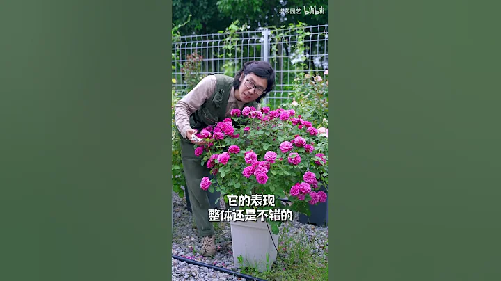 月季花为什么越开越小？ - 天天要闻