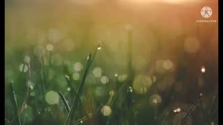 best moring tone 👍🌝 nature sound like subscribe channel screenshot 5