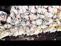 Barnacles removal (11)