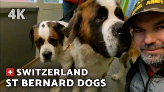 [4K] SAINT BERNARD DOGS  'BARRYLAND' | SWITZERLAND