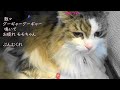 モモ 18歳　～ちっとも  じっとしていない猫 ～　　膀胱炎再診