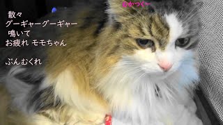 モモ 18歳　～ちっとも  じっとしていない猫 ～　　膀胱炎再診