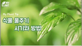 마이플랜트 팁ㅣ 식물을 완벽하게 키우기 위한 물주는 비결