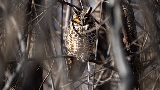 Owl pellet. How a Long-eared owl gets rid of it's last prey. by Michael Barber 836 views 3 months ago 29 seconds