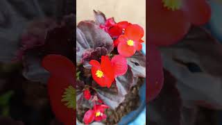 Begonia care tips #colourfull plant # beautiful leaves #youtubeshorts