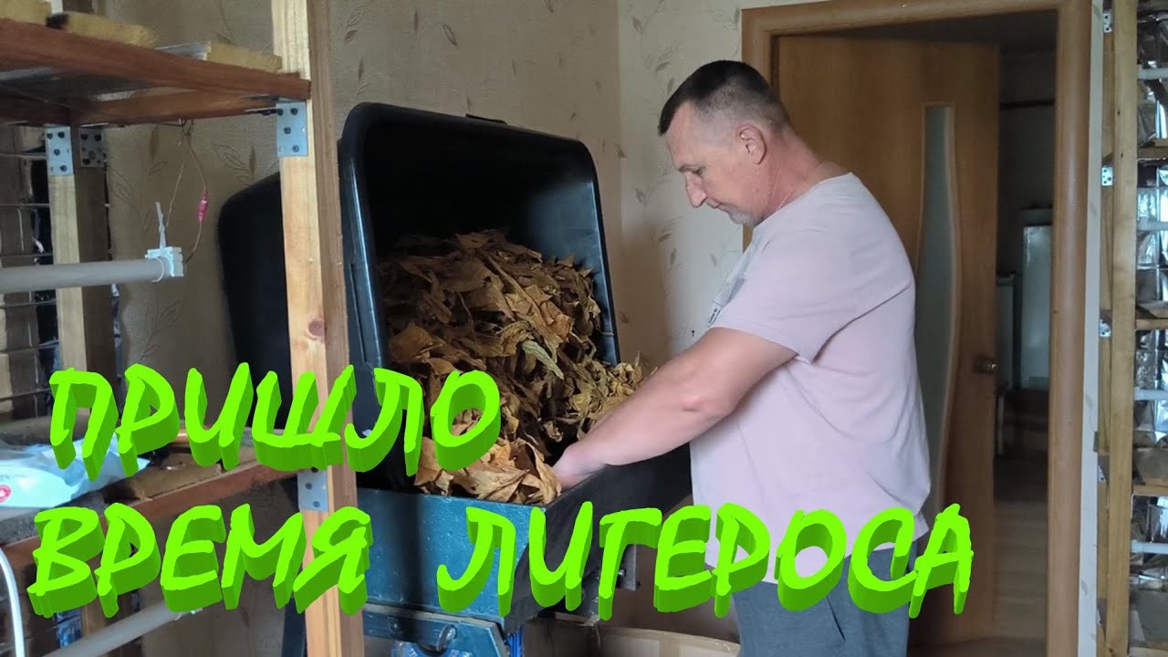 ЛИГЕРОС высох.ЖИЛКУЕМ,РЕЖЕМ. Готовимся к зиме. Наша ЖИЗНЬ В ДЕРЕВНЕ.